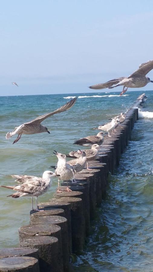 Apartment Grand Royal Maris Ustka: Near Port And *